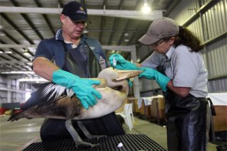 Cleaning a-sea bird affected by an oil spill