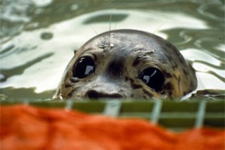 Seals that swim within the ocean are killed by oil spills