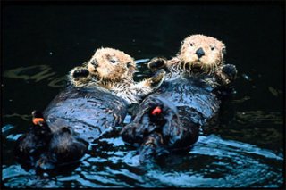 those two ocean otters tend to be covered in oil from a spill