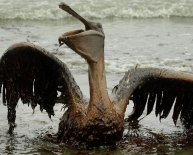 Effects of oil spills on the environmental