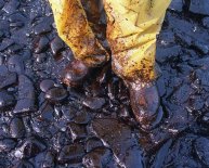 Exxon Valdez oil spill effects on the environmental
