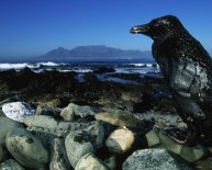 Marine pollution oil spills