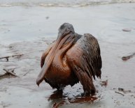 Oil spills on animals